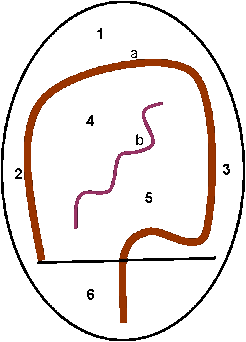 Pelvic cavity