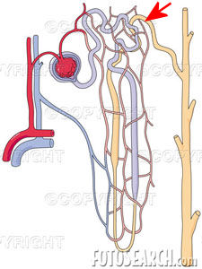 Renal nephron