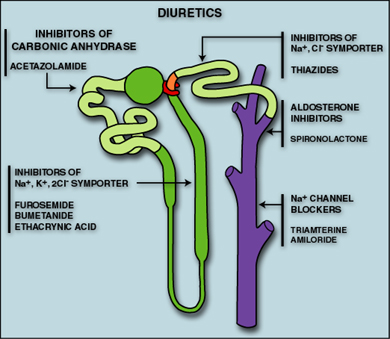 Renal nephron
