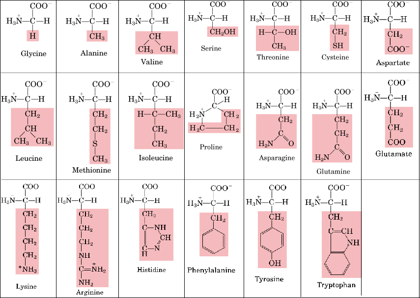 All Amino Acid Structures